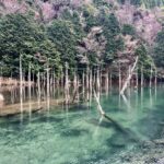 【驚愕】神秘的な絶景への道程：一の俣桜公園の試練とは