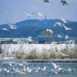 【白鳥】白鳥の里邑知潟で見つけた自然の美しさ