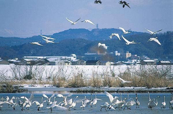 【白鳥】白鳥の里邑知潟で見つけた自然の美しさ