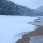 【光る君へ】 気比の松原で見つける越前の魅力