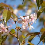 【さくら】静岡の冬の風物詩、熱海のヒマラヤザクラが見ごろに