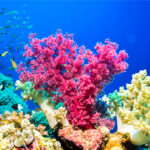 【コアスポット】南四国の隠れた宝石！海洋自然博物館マリンジャムの魅力とは