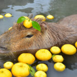 【ゆず湯でリラックス】寒い日は静岡・伊豆で動物たちに癒されましょう