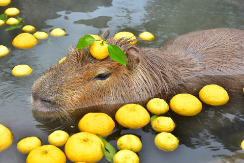 【ゆず湯でリラックス】寒い日は静岡・伊豆で動物たちに癒されましょう