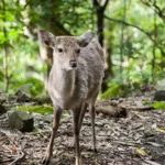 【寒いので】次は島に行ってラグジュアリーなドライブ体験と大自然を満喫しませんか？