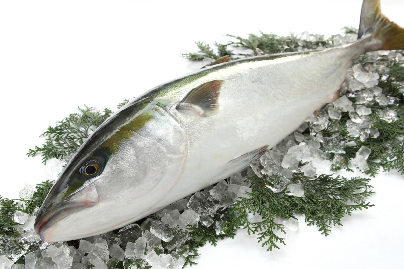 【食文化】オーストラリア人が感激した最高の日本の魚料理を食べに行った