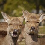 【鹿だけじゃない】奈良の古都に行こう：悠久の流れや歴史を感じる