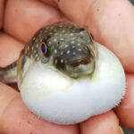 【冬の京都】珍スポットを訪ねる：ふぐ供養塔と冬の美味しい楽しみ