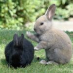 【うさぎ島】早速行ってみた：うさぎたちと過ごすのんびり旅がとても楽しかった