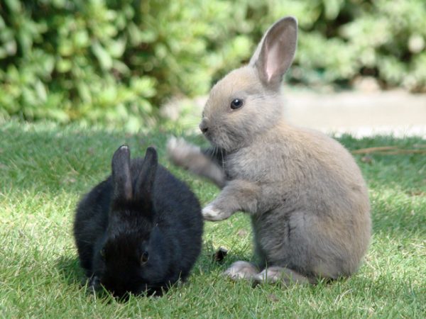 【うさぎ島】早速行ってみた：うさぎたちと過ごすのんびり旅がとても楽しかった
