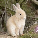 【ウサギの島】広島・大久野島の成り立ちとなぜウサは増えた？