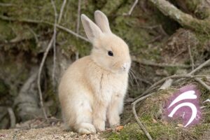 【ウサギの島】広島・大久野島の成り立ちとなぜウサは増えた?