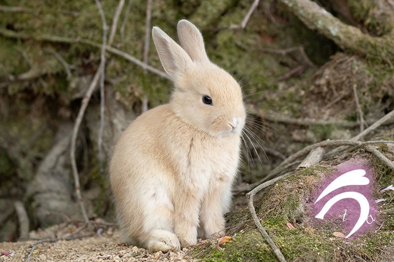 【ウサギの島】広島・大久野島の成り立ちとなぜウサは増えた？