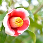 【ゴルフパラダイス】五島列島の絶景とゴルフを楽しむ旅: 五島市長杯椿カップ2025