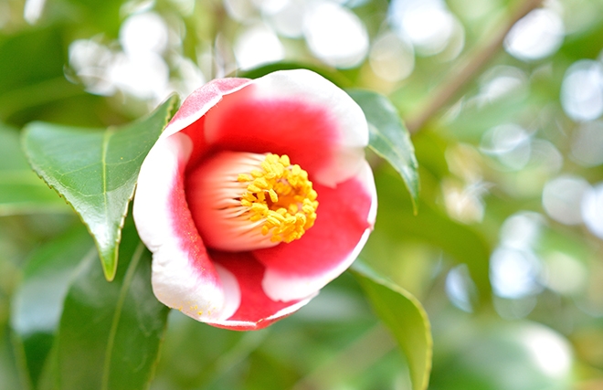 【ゴルフパラダイス】五島列島の絶景とゴルフを楽しむ旅: 五島市長杯椿カップ2025