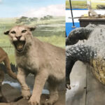 【珍博物館】2万点の動物標本が見られる！つやま自然のふしぎ館の楽しみ方