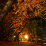 【高知の光スポット】昼夜を彩る山内神社の美しい景色：幻想的な光