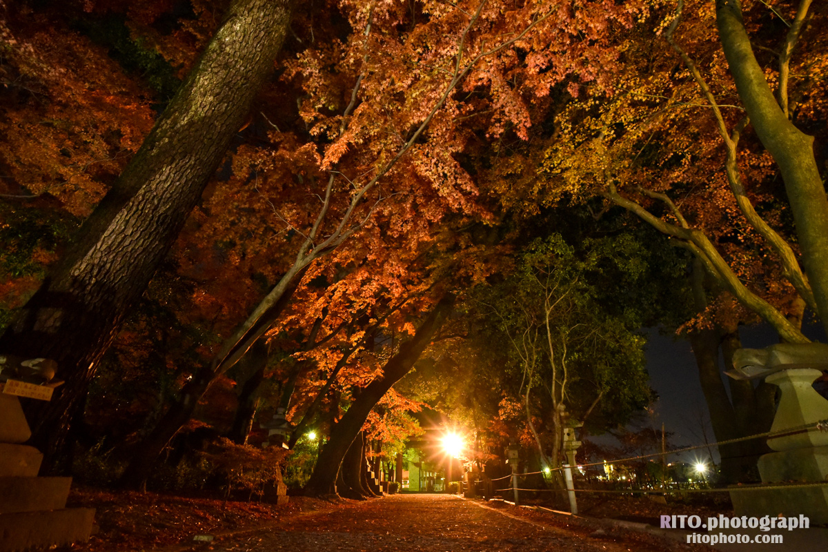 【高知の光スポット】昼夜を彩る山内神社の美しい景色:幻想的な光