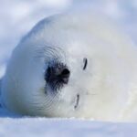 【流氷の季節】冬の北海道でアザラーを楽しむ！観光とハンドメイド雑貨の魅力