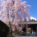 【10億円当たったらどうする？！】千葉の長福寿寺で運を引き寄せる方法