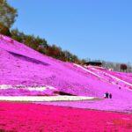 【絶景】北海道の美しい芝桜と流氷の旅：滝上と紋別を巡る