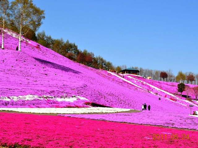 【絶景】北海道の美しい芝桜と流氷の旅:滝上と紋別を巡る