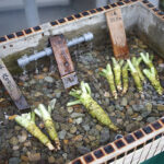 【ロケ地巡り】五郎も絶賛！伊豆のご当地グルメ「わさび丼」を堪能しよう