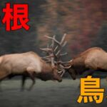 【ライバル関係】鳥取県と島根県の境界線を超えた戦い！都道府県の戦いを徹底解剖