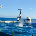 【青森のGW】2025年から仲間が17種類に！浅虫水族館の「いるかのぼり」の見どころ