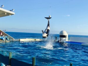 【青森のGW】2025年から仲間が17種類に！浅虫水族館の「いるかのぼり」の見どころ