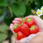 【いちご狩り】関東の新しい日帰りいちごスポット：藤沢市で食べ放題体験