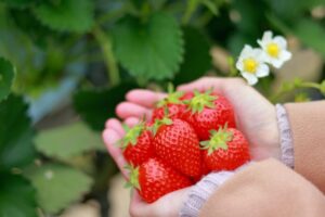 【いちご狩り】関東の新しい日帰りいちごスポット:藤沢市で食べ放題体験