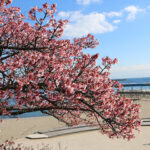 【春です】熱海の早春！寒波乗り越えたあたみ桜ライトアップの魅力