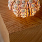 【世界自然遺産】奄美博物館と沖縄こどもの国が織り成す「琉球のいきものワークショップ」