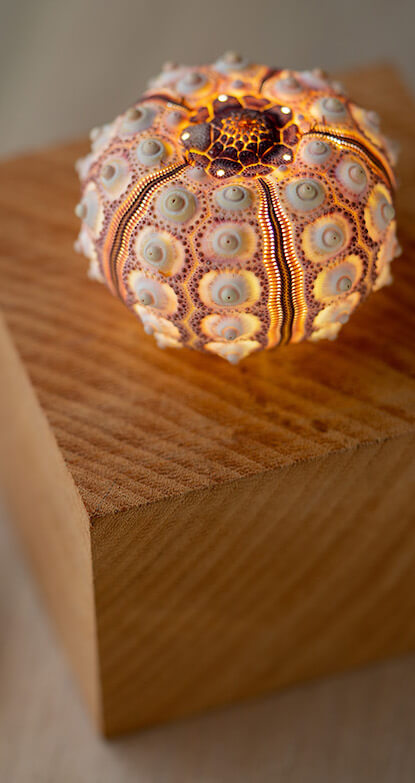 【世界自然遺産】奄美博物館と沖縄こどもの国が織り成す「琉球のいきものワークショップ」