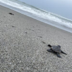 【ウミガメ】海の守護者になろう！中田島砂丘でのウミガメ放流と清掃活動の感動報告