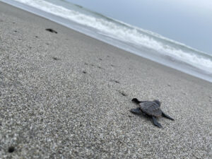 【ウミガメ】海の守護者になろう!中田島砂丘でのウミガメ放流と清掃活動の感動報告