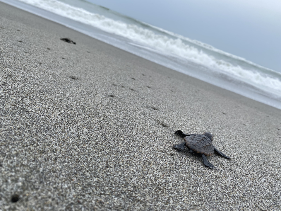 【ウミガメ】海の守護者になろう！中田島砂丘でのウミガメ放流と清掃活動の感動報告