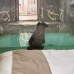 【完全自己責任の動物園】危険度MAX！：無許可開設ノースサファリサッポロ閉園へ