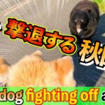 【クマダス】でクマをチェック！秋田の人々の安全確保術