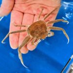 【育成】冬の味覚、ズワイガニの真実：兵庫県城崎温泉の水揚げ事情と育成の物語