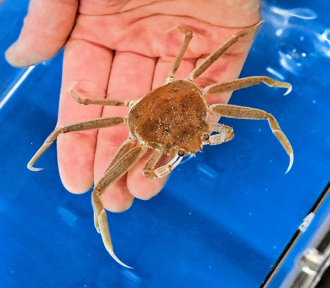 【育成】冬の味覚、ズワイガニの真実:兵庫県城崎温泉の水揚げ事情と育成の物語