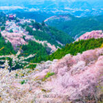 【そろそろ桜】春の世界遺産・吉野山：千本桜ハイキングと温泉の魅力