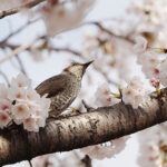 【フクロウも喜んでます】桜餅を頭に乗せたフクロウが笑いを誘う！お花見の新しい楽しみ方