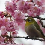 【愛媛の春】今週末は家族で：松山の神社で楽しむツバキカンザクラをご紹介