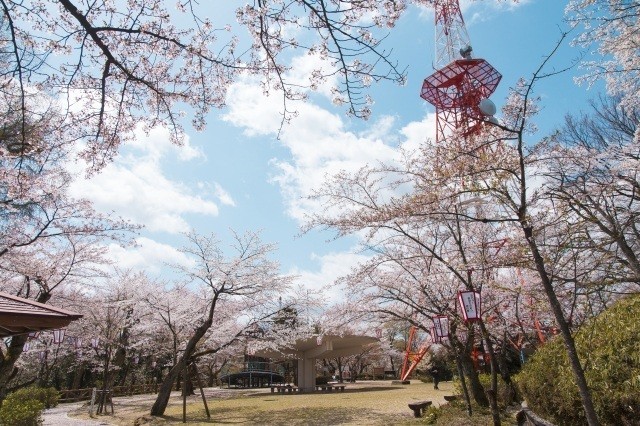 【お花見マルシェ】屋台が揃う!八女グルメを楽しむお花見イベント