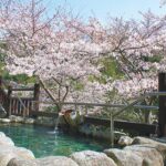 【桜と源泉かけ流し】お花見と温泉を一度に楽しむ！関東の日帰り温泉ガイド