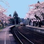 【男性アナウンサー厳選】桜のトンネルを走る！能登さくら駅の魅力とは