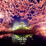 【夜桜見ながら】高田夜桜みやげ市：桜の下で味わう絶品グルメと特別な桜グッズ