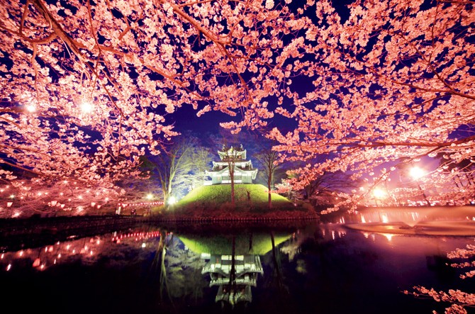 【夜桜見ながら】高田夜桜みやげ市:桜の下で味わう絶品グルメと特別な桜グッズ